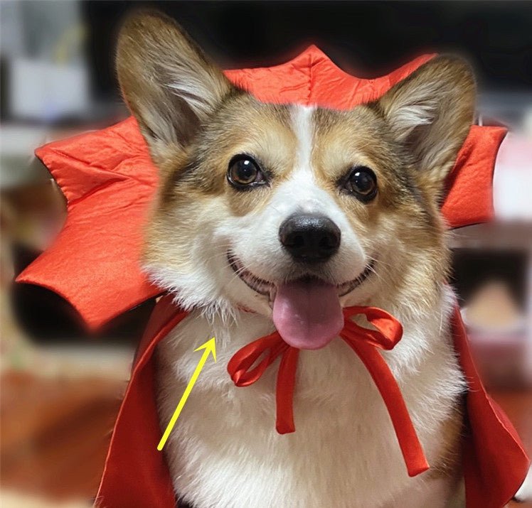 Spooky Vampire Pet Cape - Shop Ornavi